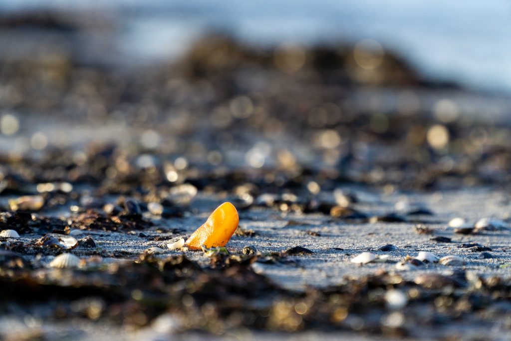 Bernstein Naturharz aus dem Wasser